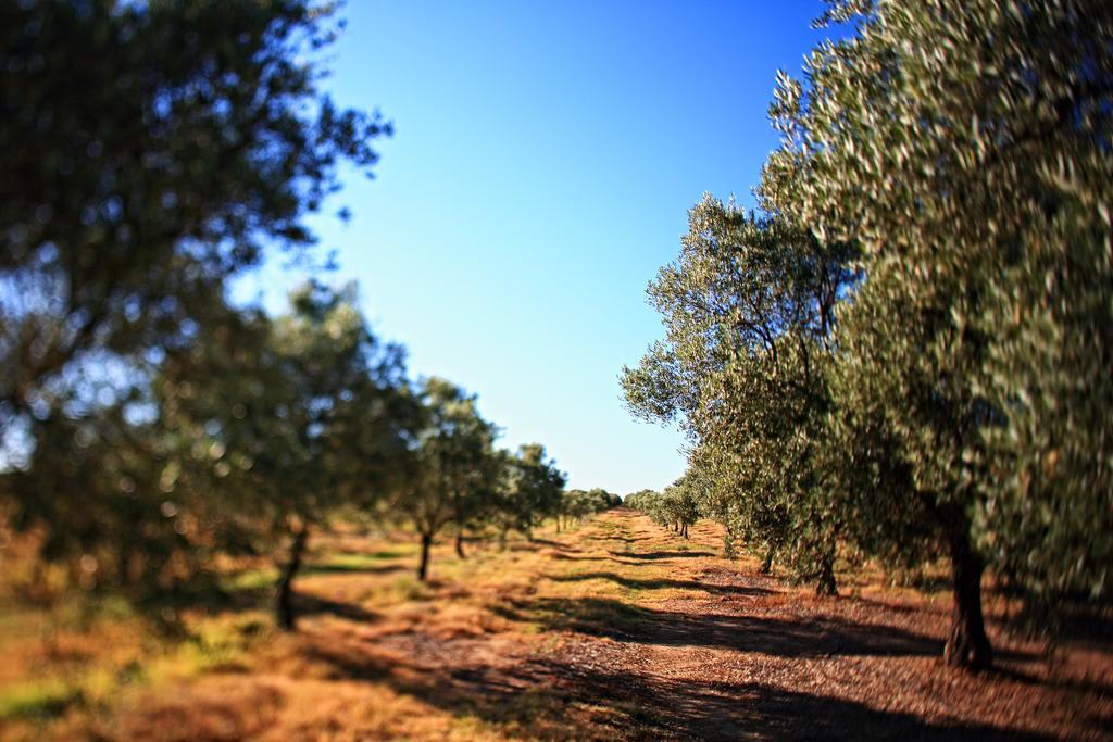 Azaruja Herdade Da Calada المظهر الخارجي الصورة